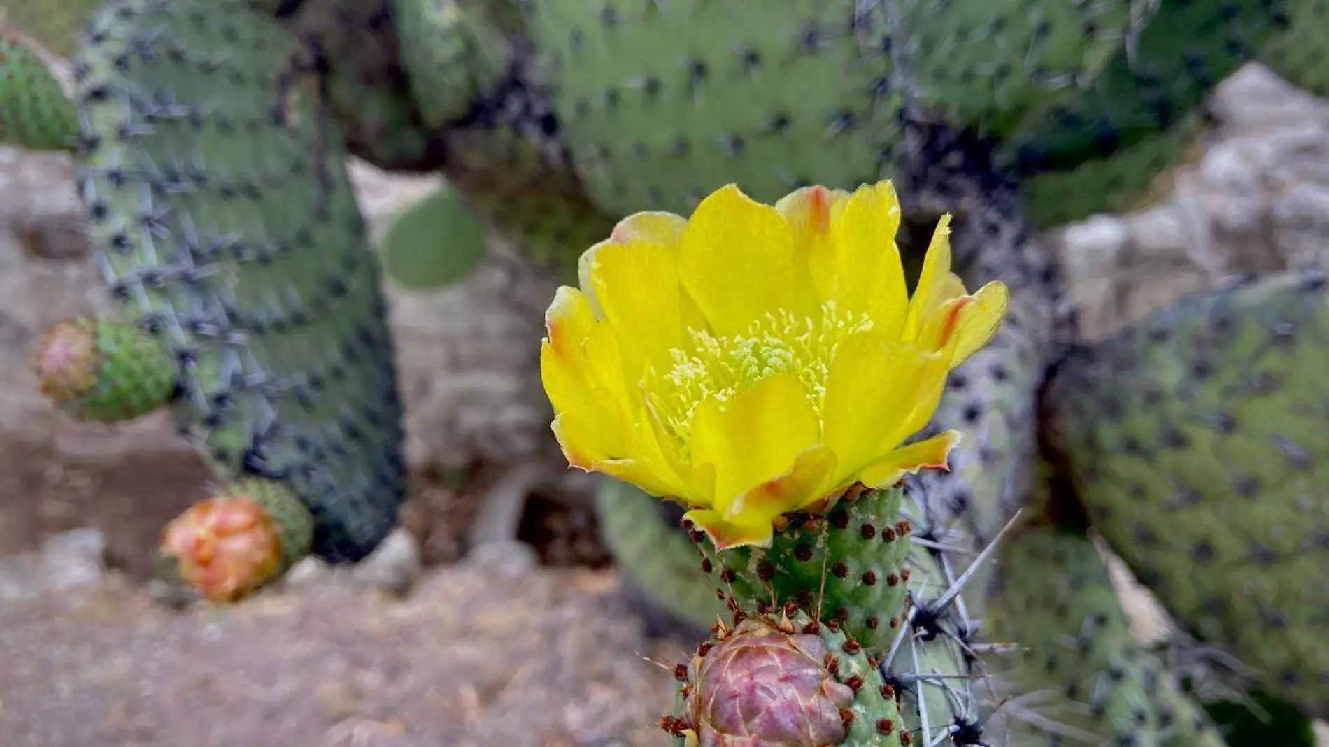 flor de nopal (2)